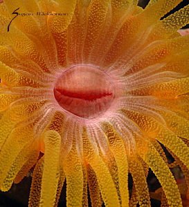 Happy Anemone Mine by Suzan Meldonian 